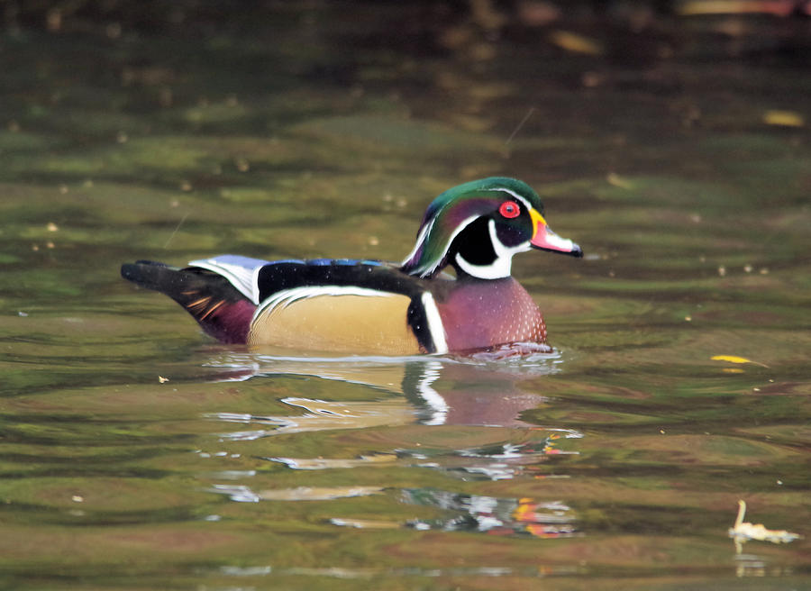 Wood Duck in a pond Photograph by Jeff Swan