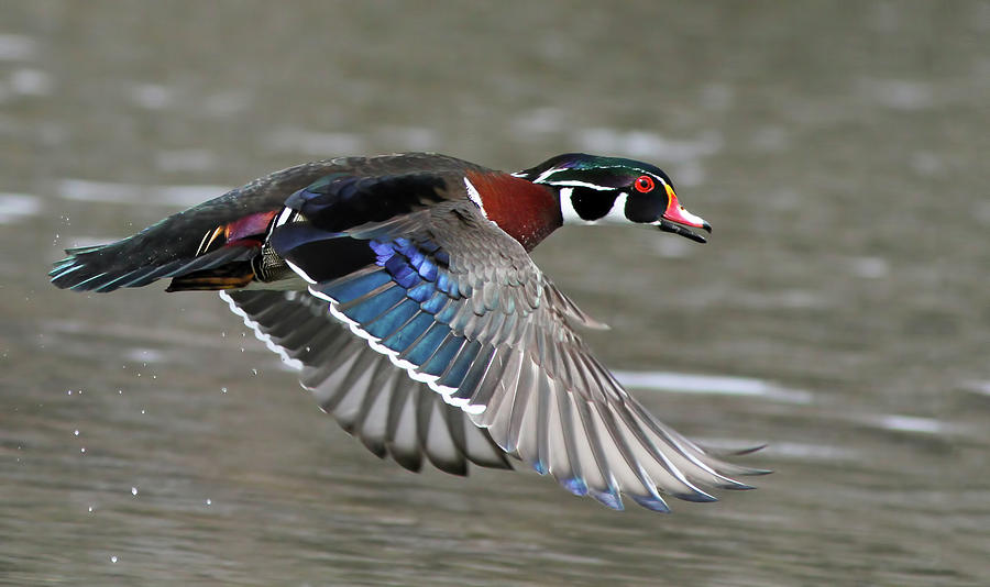 Animal Photograph - Wood duck in action by Mircea Costina Photography