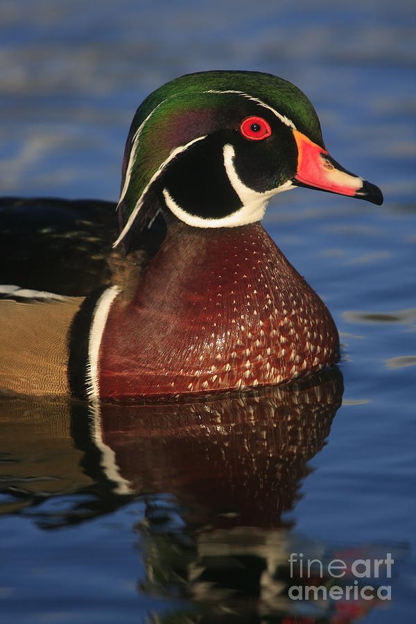 Wood Duck In Blue Photograph By John F Tsumas