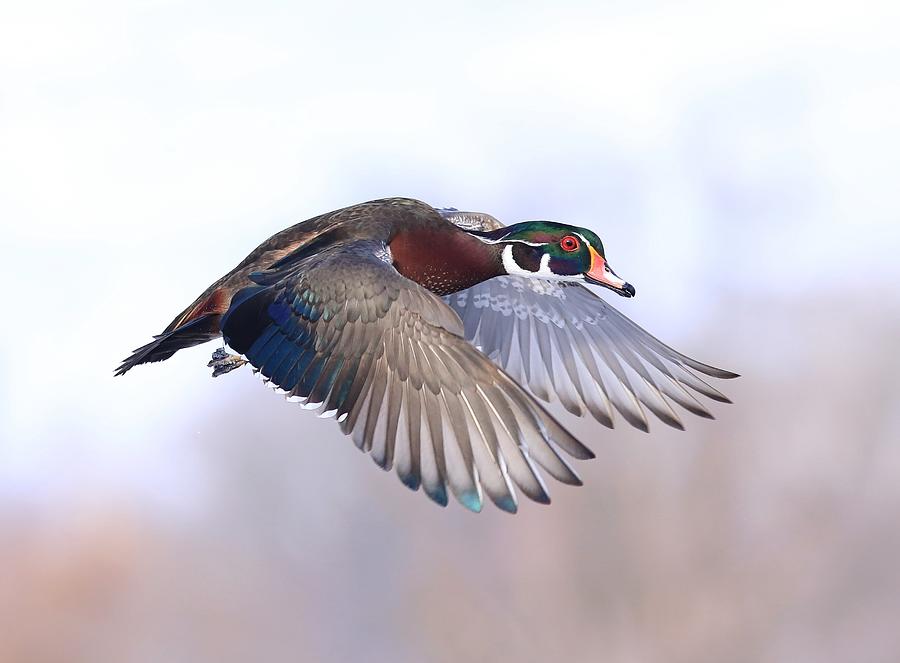 Wood duck drake in flight Photograph by Lynn Hopwood