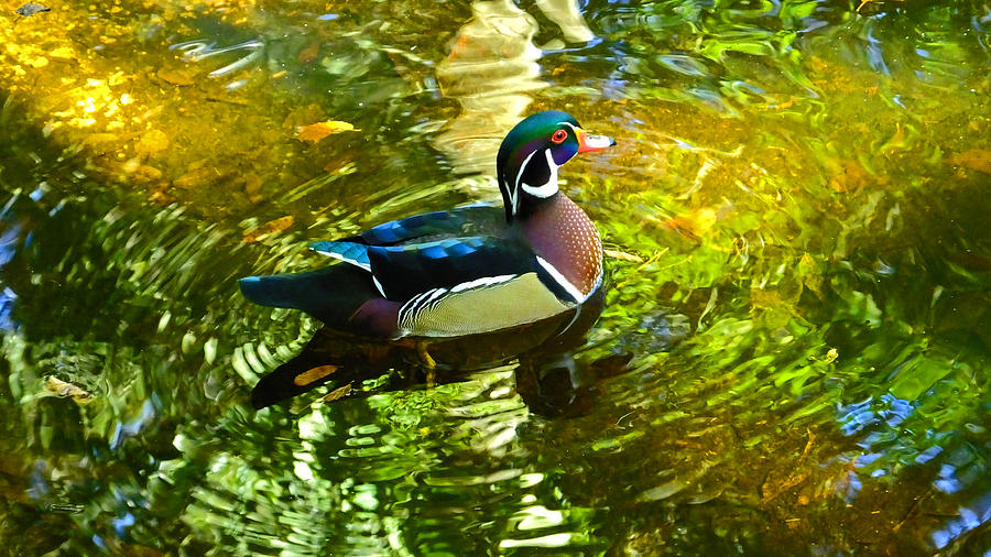 Wood Duck in Lights Photograph by Judy Wanamaker