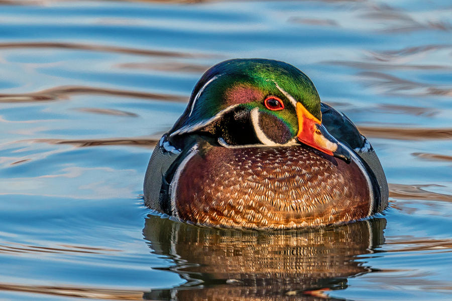 Wood Duck in Profile Photograph by Robert Hurst