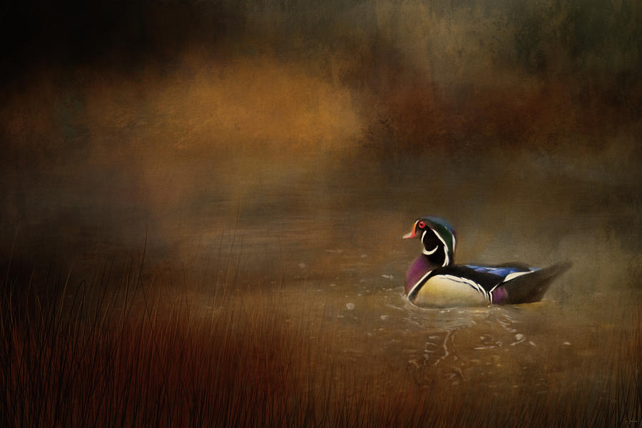 Wood Duck In The Creek Photograph by Jai Johnson