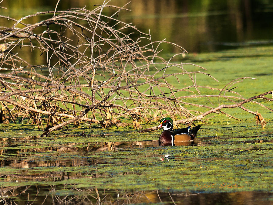 Wood Duck In The Fall Photograph by Ed Peterson