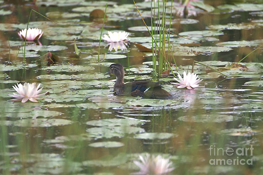 Wood Duck In The Lily Pads Photograph By Sheila Lee Fine Art America