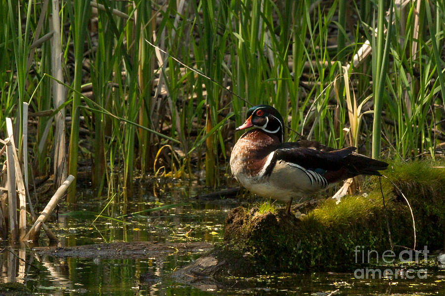 Wood Duck in the Morning Photograph by Natural Focal Point Photography