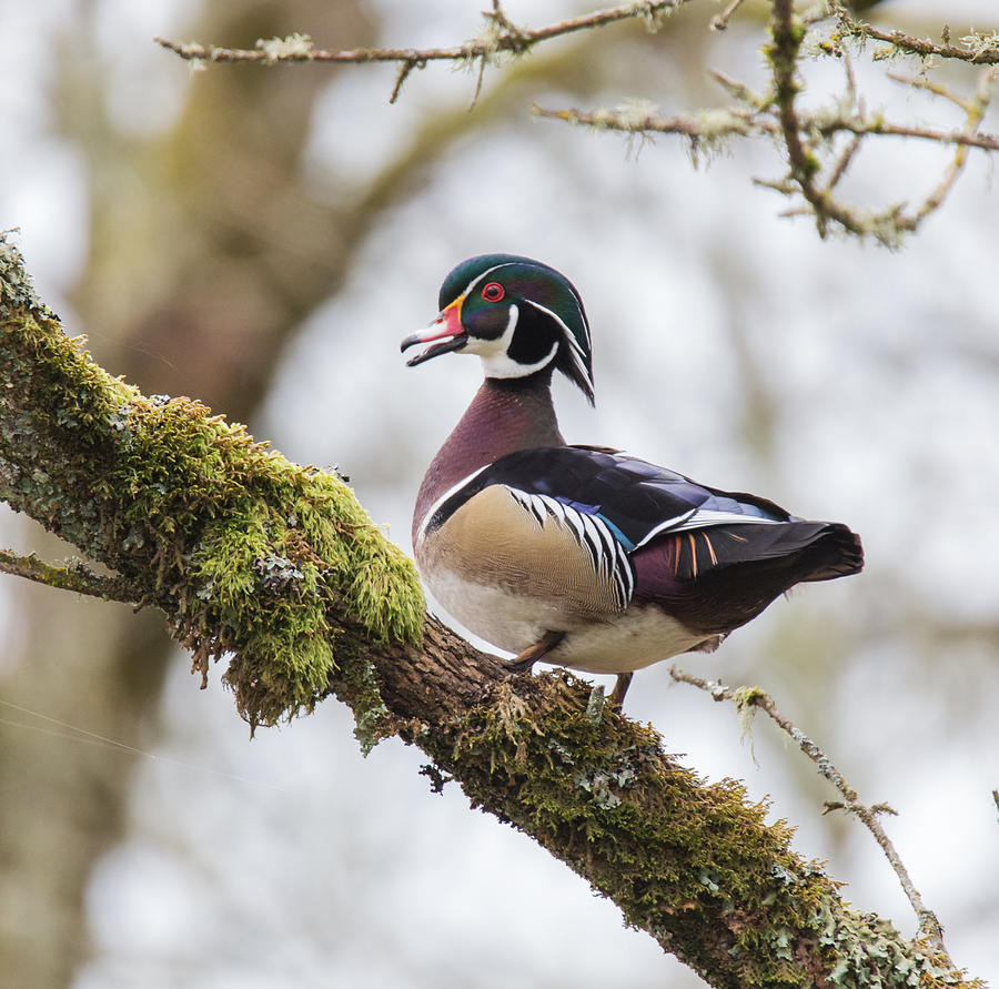 Wood Duck in the Woods Photograph by Angie Vogel