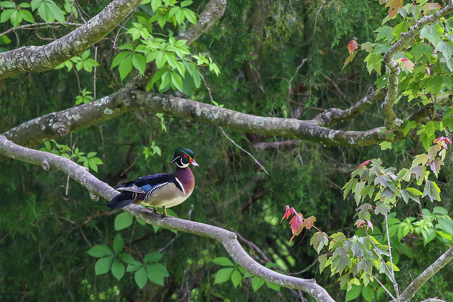 Wood Duck in tree Photograph by Kevin Craft