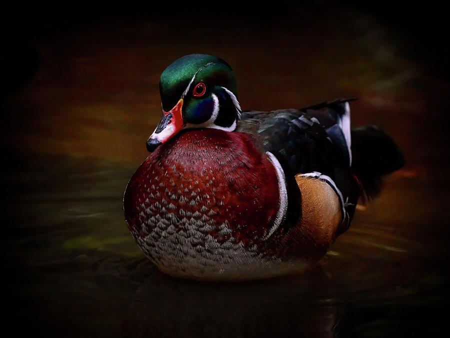 Wood Duck In Water Photograph by Athena Mckinzie