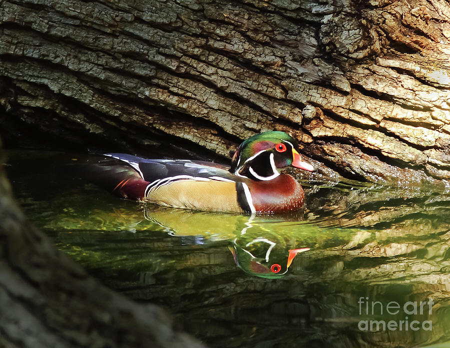 Nature Photograph - Wood Duck In Wood by Robert Frederick