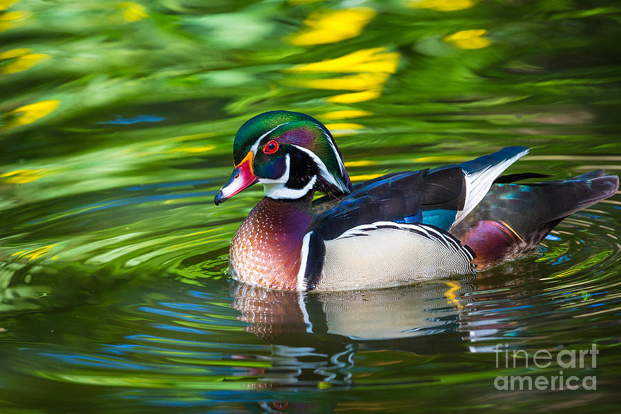 Wood Duck Photograph by Inge Johnsson