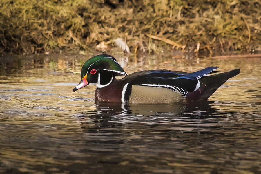 Wood Duck Photograph by Janis Knight