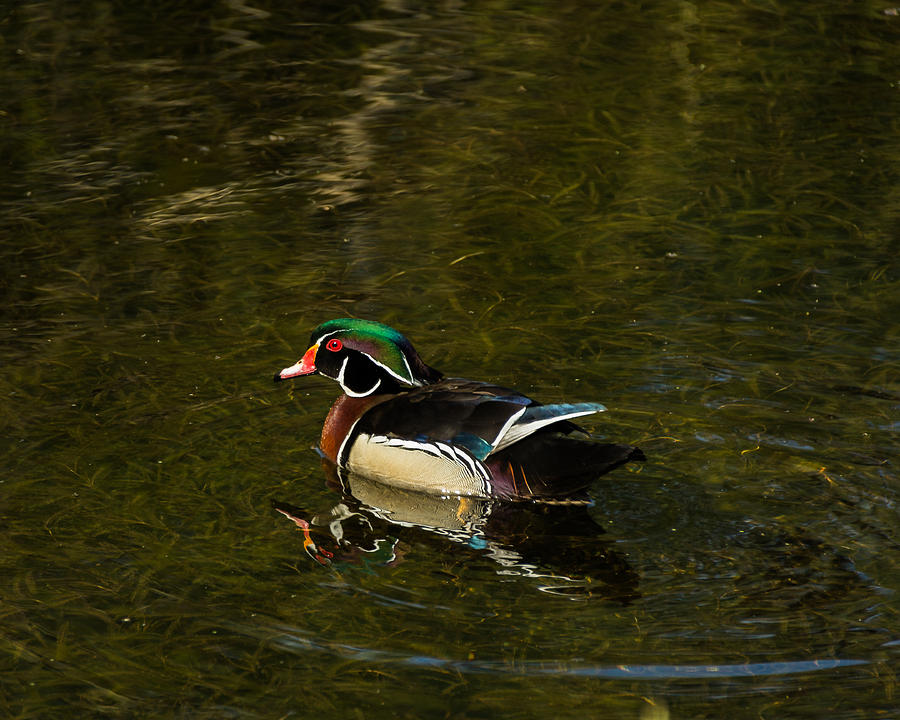 Wood Duck Photograph by Jay Stockhaus
