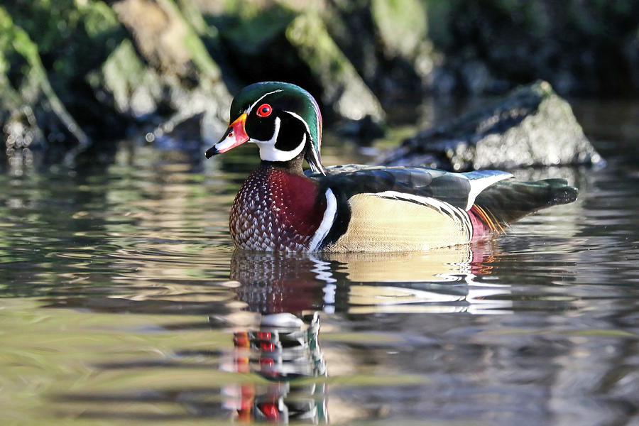 Duck Photograph - Wood Duck by Jim Nelson