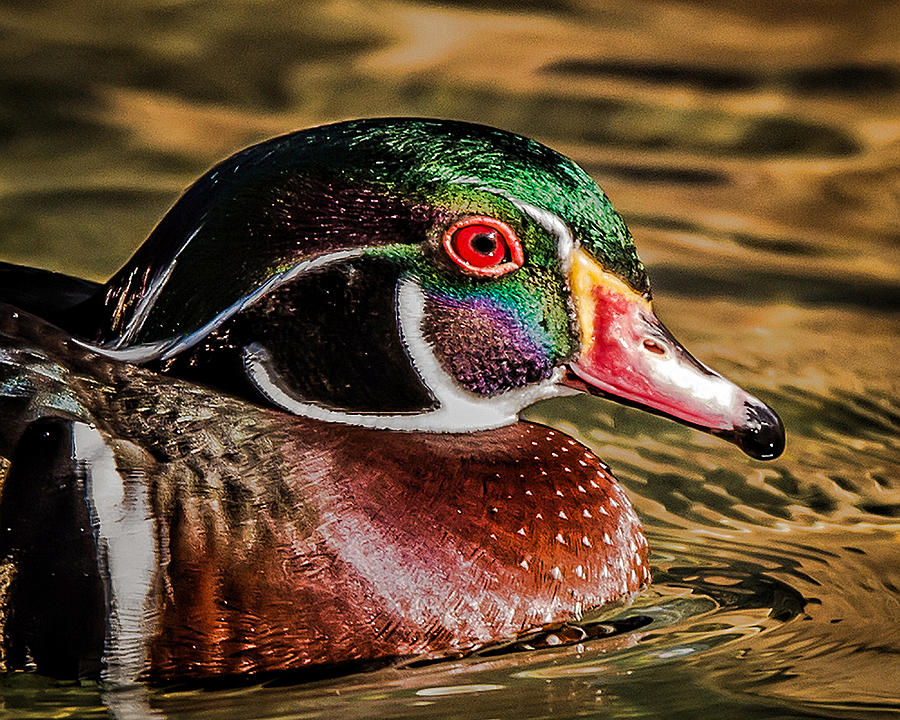 Wood Duck Photograph by Joe Granita
