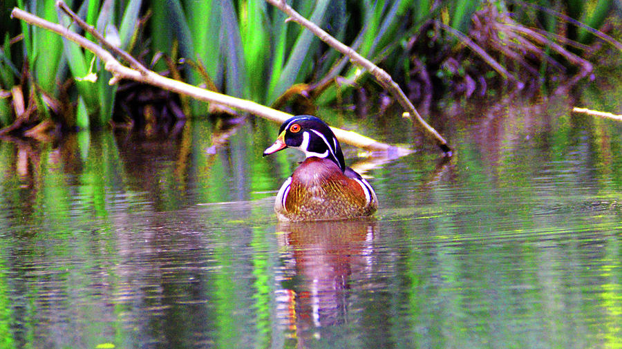 Wood Duck Looking Left Photograph by Kathy Kelly