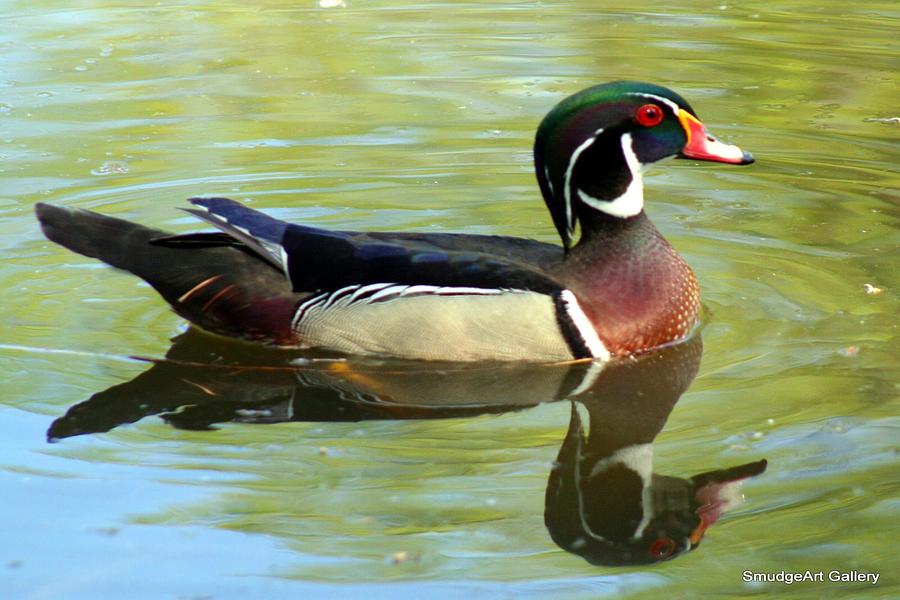 Wood Duck Photograph by Madeline  Allen - SmudgeArt