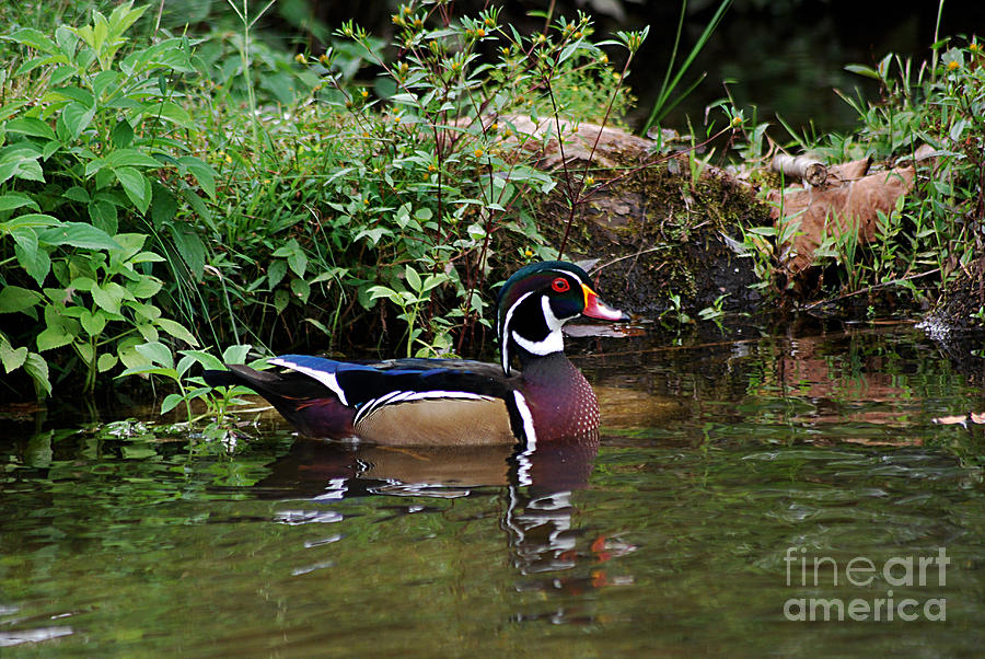 Wood Duck Male 20130924_47 Photograph