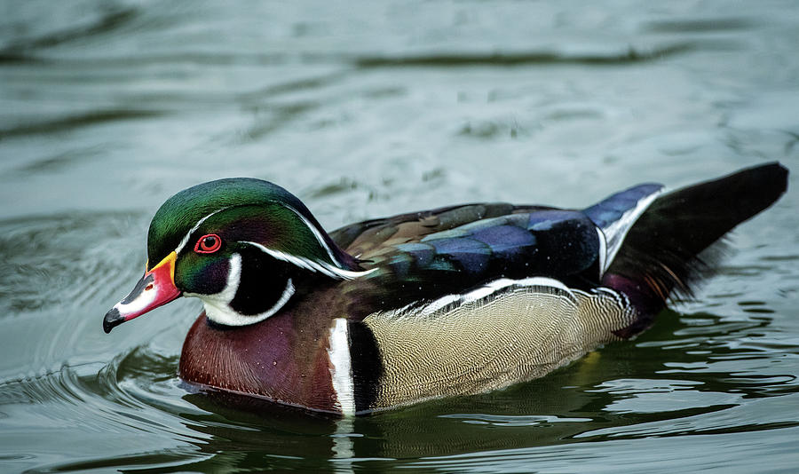 Wood Duck Male Photograph by Steven Upton