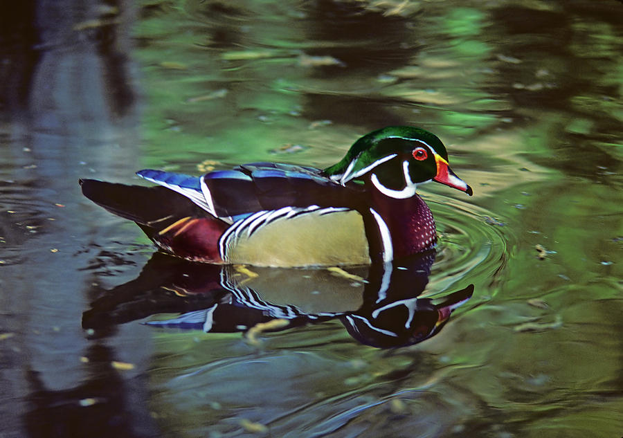 Wood Duck Photograph by Marie Hicks