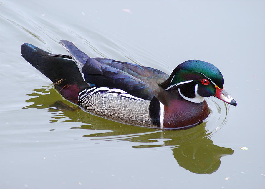 Wood Duck Photograph by Michael Peychich