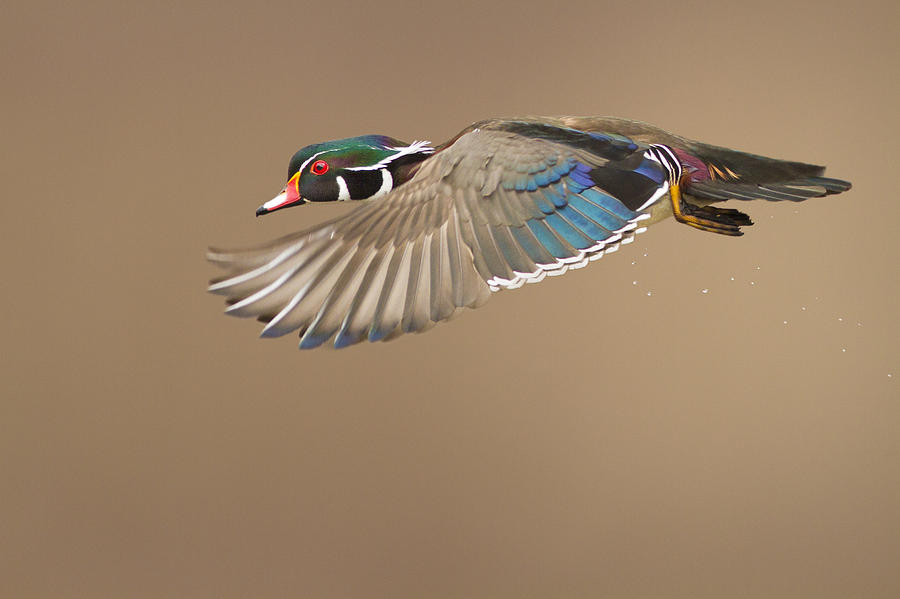 Duck Photograph - Wood Duck by Mircea Costina