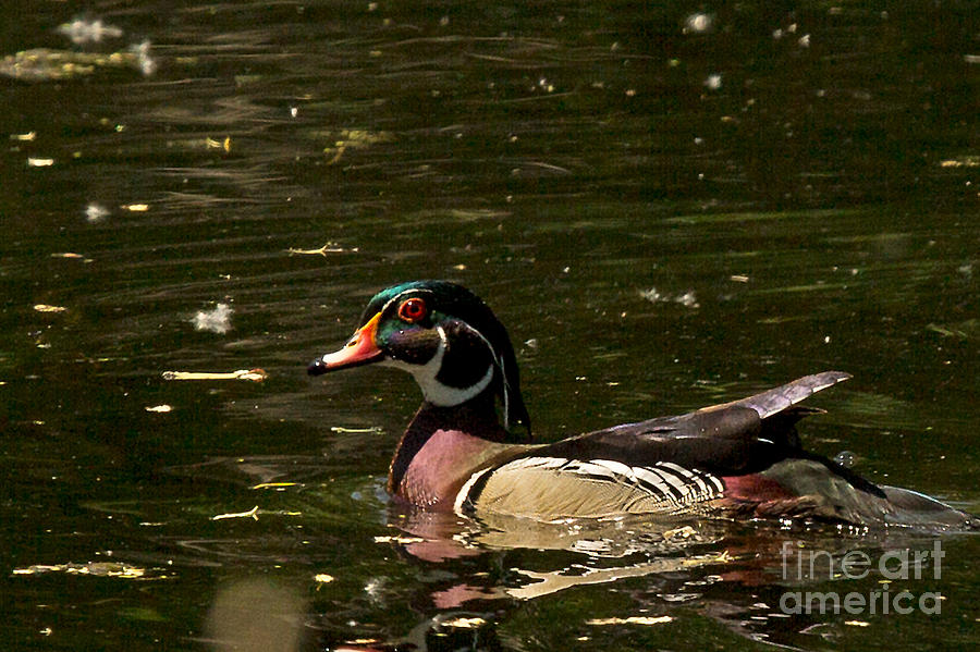 Wood Duck Photograph by Natural Focal Point Photography