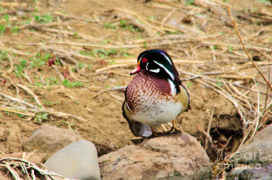  Wood Duck On A Rock Photograph by Jeff Swan