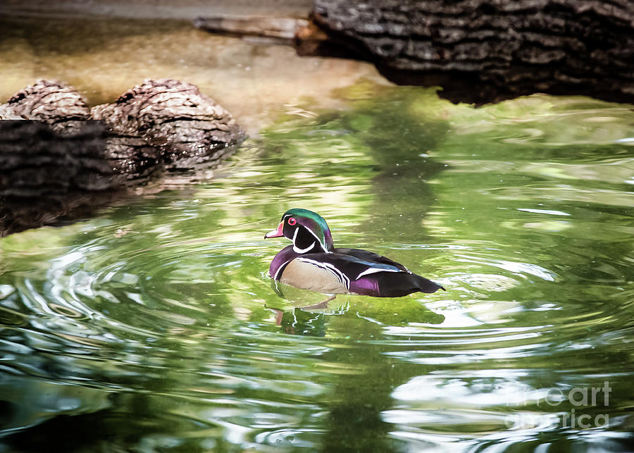 Wood Duck On Emerald Pond Photograph by Robert Frederick