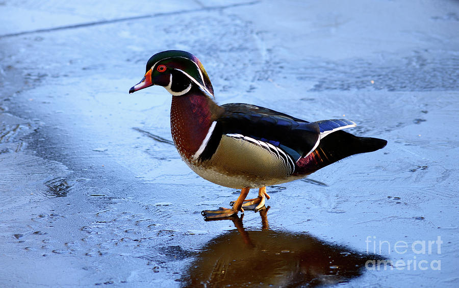 Wood Duck On Frozen Pond Photograph by Terry Elniski