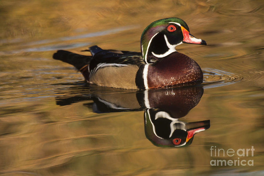 Nature Photograph - Wood Duck on Golden Lake  by Ruth Jolly