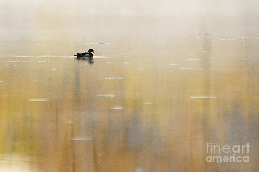 Wood Duck on Golden Pond Photograph by Larry Ricker