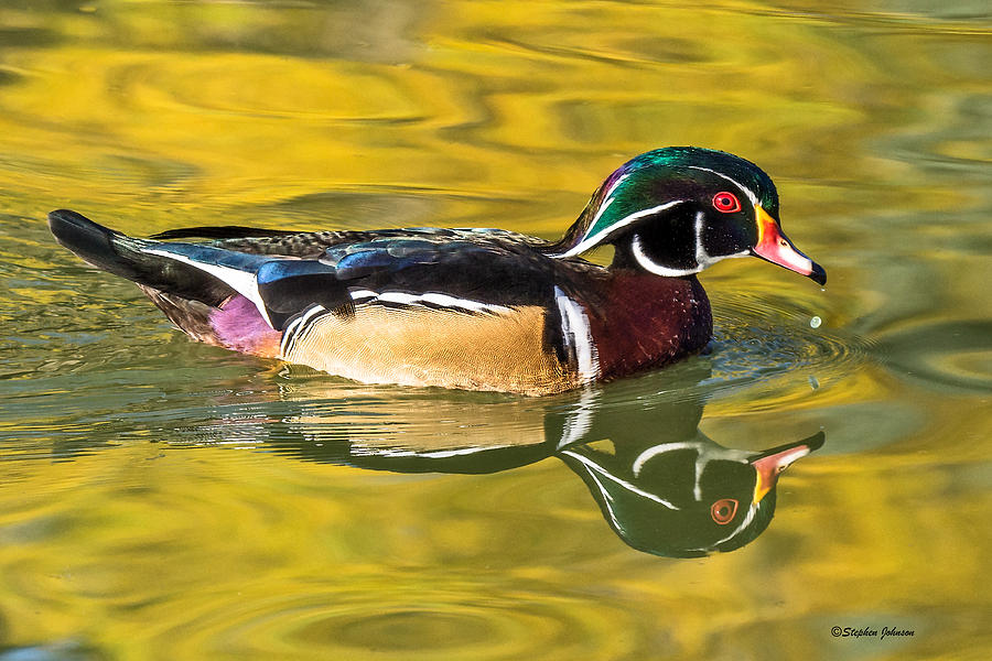 Wood Duck on Golden Pond Photograph by Stephen Johnson