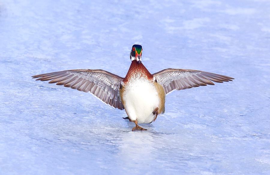 Wood duck on ice Photograph by Lynn Hopwood