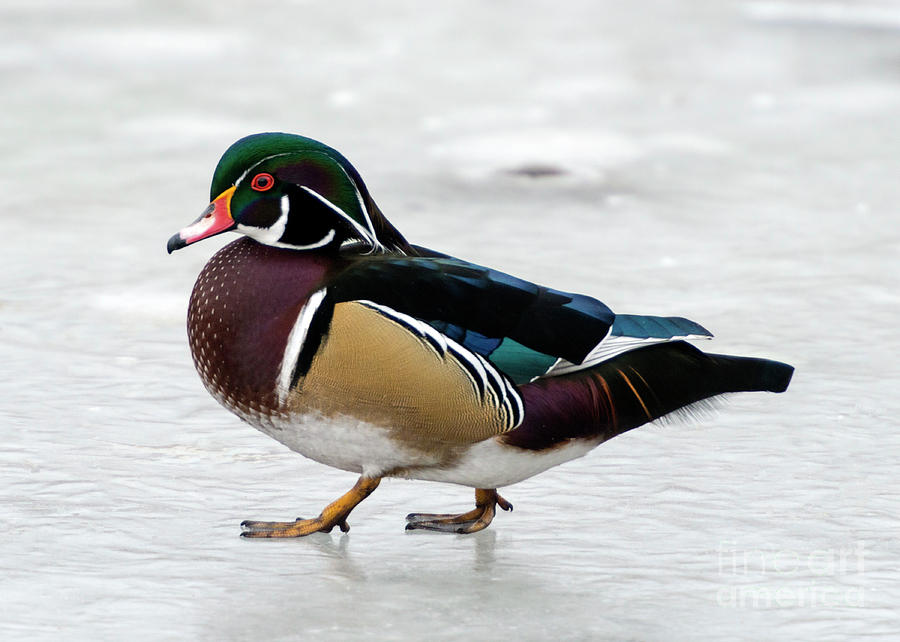 Wood Duck On Ice Photograph