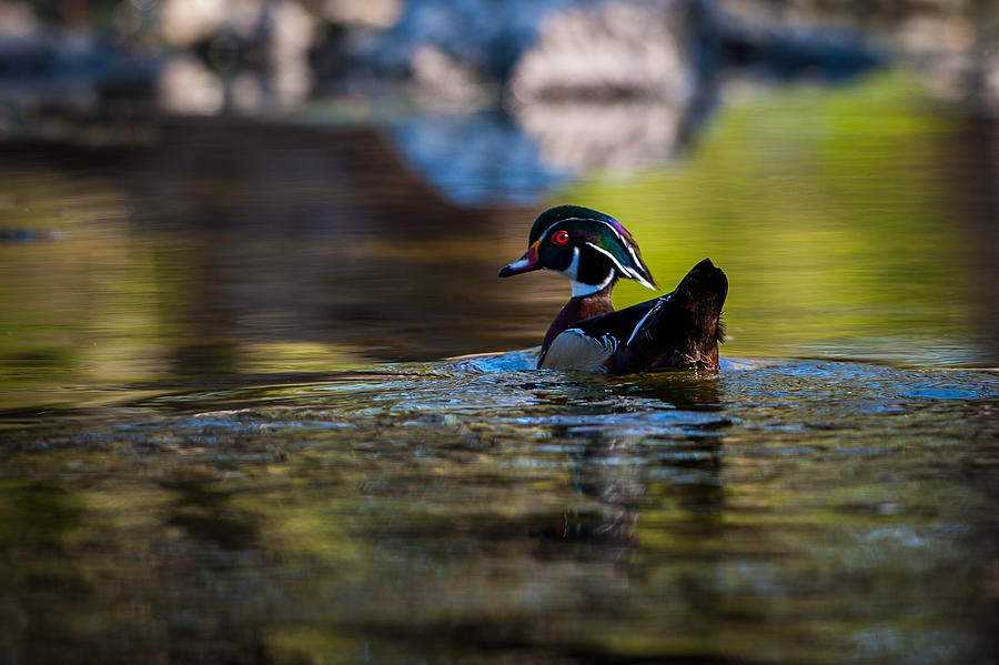 Wood Duck on Mill Creek Photograph by Jeff Phillippi