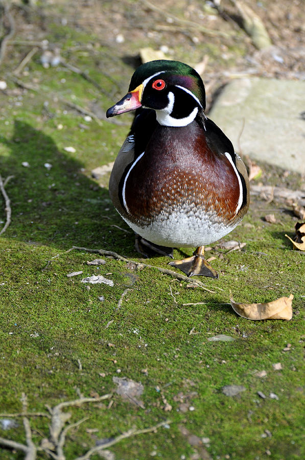 Wood Duck on Moss Photograph by Jan Amiss Photography