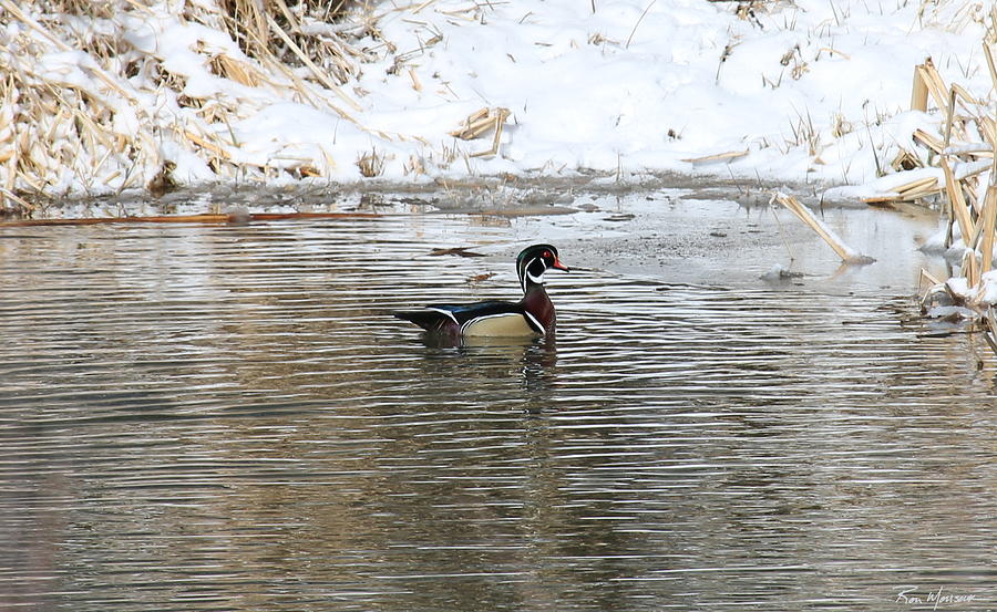 Wood Duck on Rio Photograph by Ron Monsour