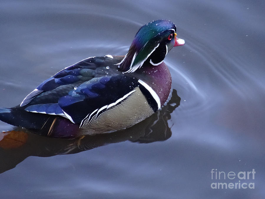 Wood Duck on the Delaware - 06 Photograph by Christopher Plummer