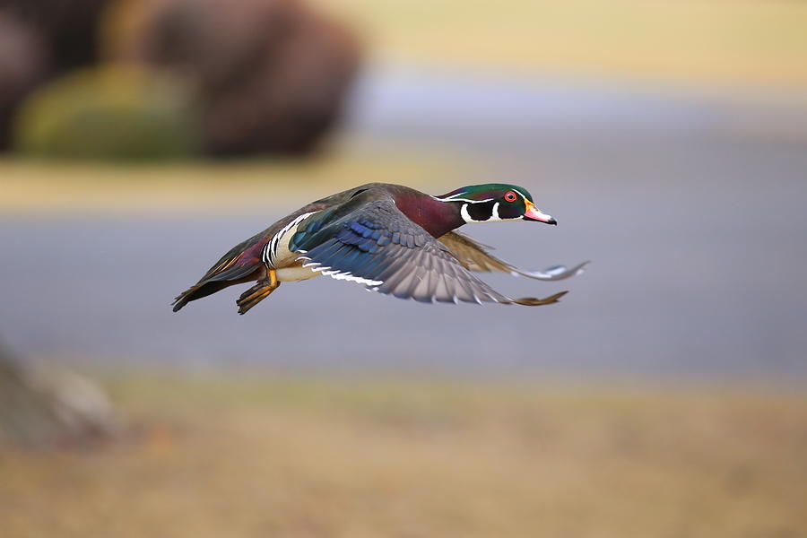 Wood duck on the move Photograph by Lynn Hopwood
