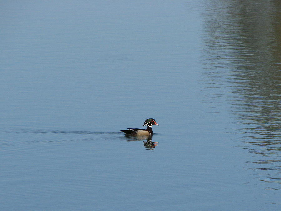 Wood Duck on water Photograph by T Guy Spencer