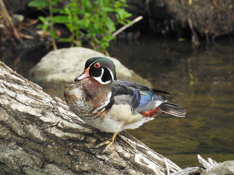 Wood Duck on Wood Photograph by Betty-Anne McDonald