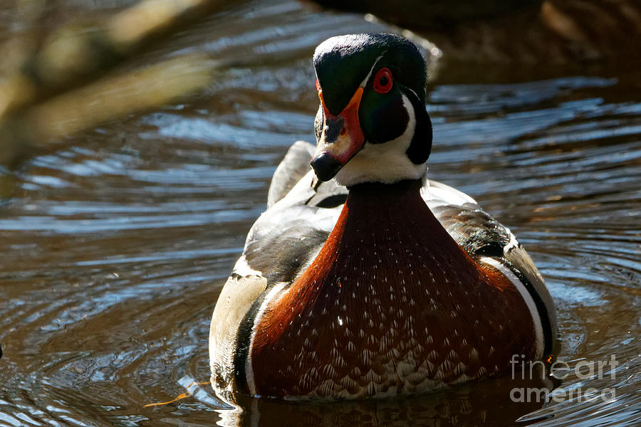 Wood Duck Paddle Photograph by Sue Harper Wood Duck Paddle Photograph by Sue Harper