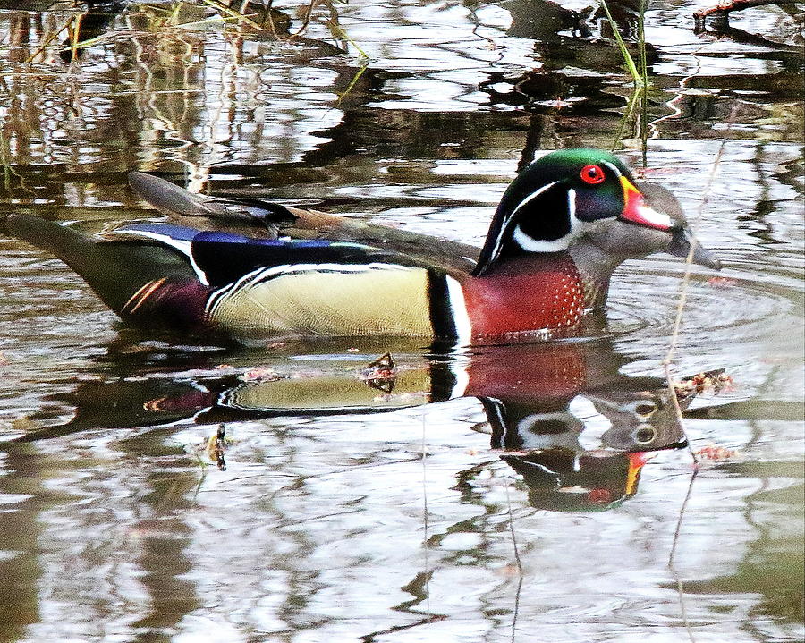 Wood Duck Pair Photograph by Arvin Miner