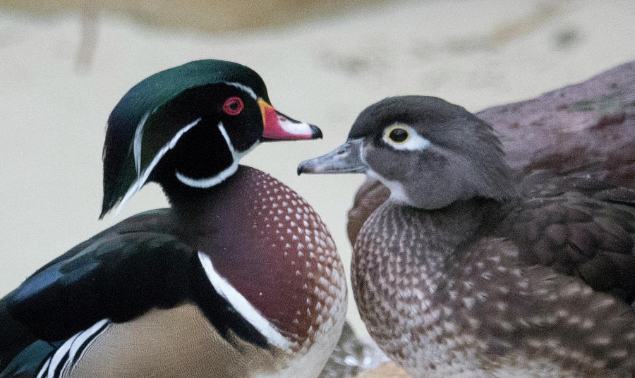 Wood Duck Pair in Love Photograph by Jack Nevitt