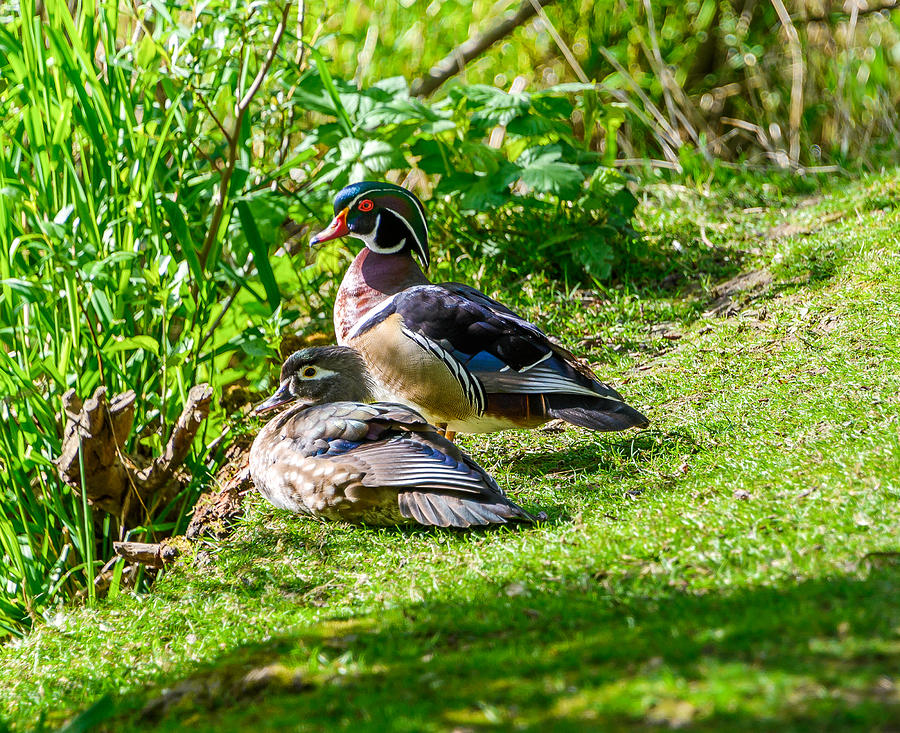 Wood Duck Pair Photograph by Jerry Cahill