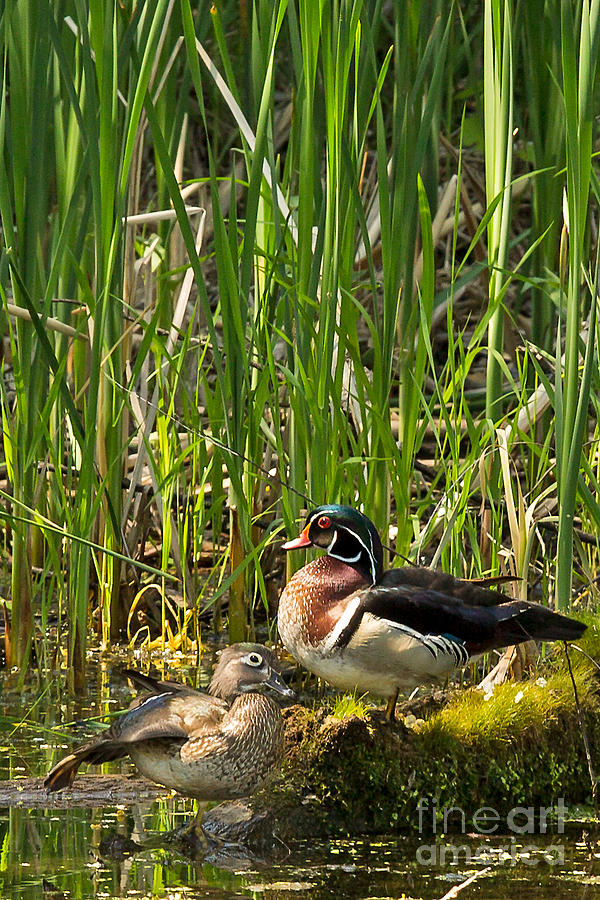 Wood Duck Pair Photograph by Natural Focal Point Photography
