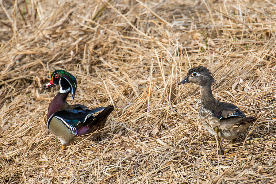 Wood Duck Pair Photograph by Paul Freidlund