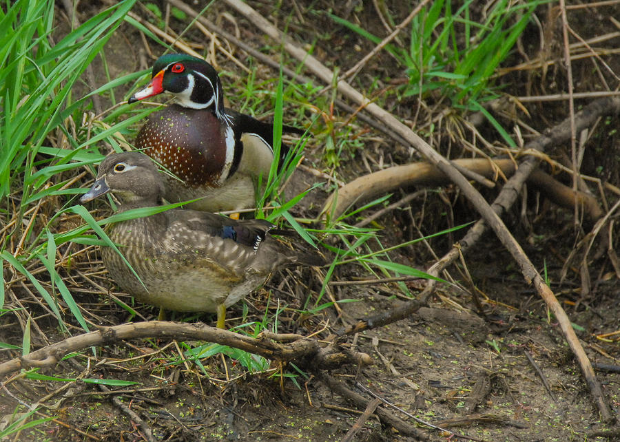 Waterfowl Photograph - Wood Duck Pair by Robert Smice