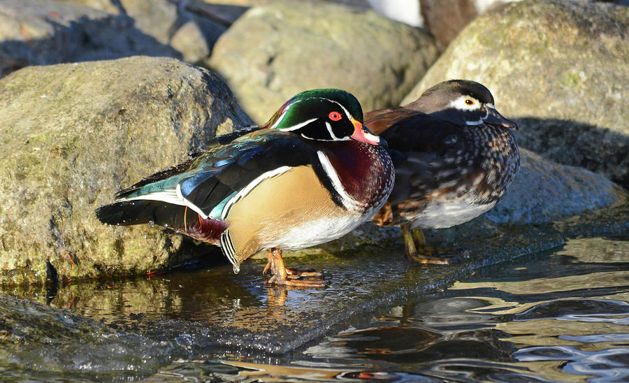Wood Duck Pair Photograph by Whispering Peaks Photography